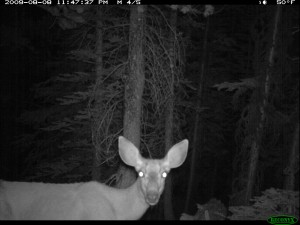 night deer